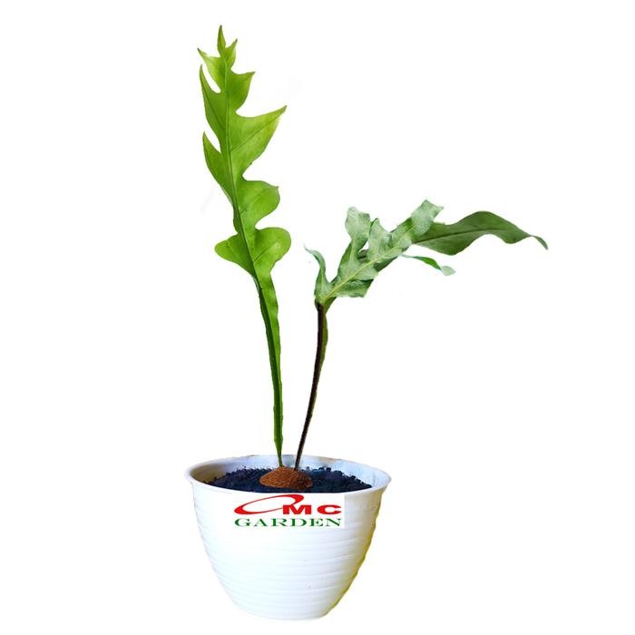 Kadaka Tanduk Rusa Pakis Paku Bintang Biru Blue Star Fern Tanaman D12 Kode 001