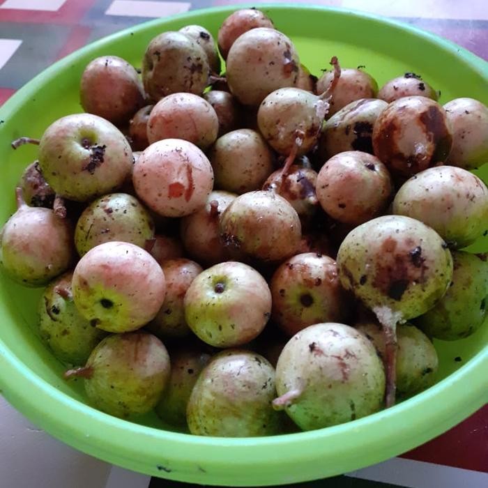 

DISKON Promo buah kondang 500 gr READY STOCK