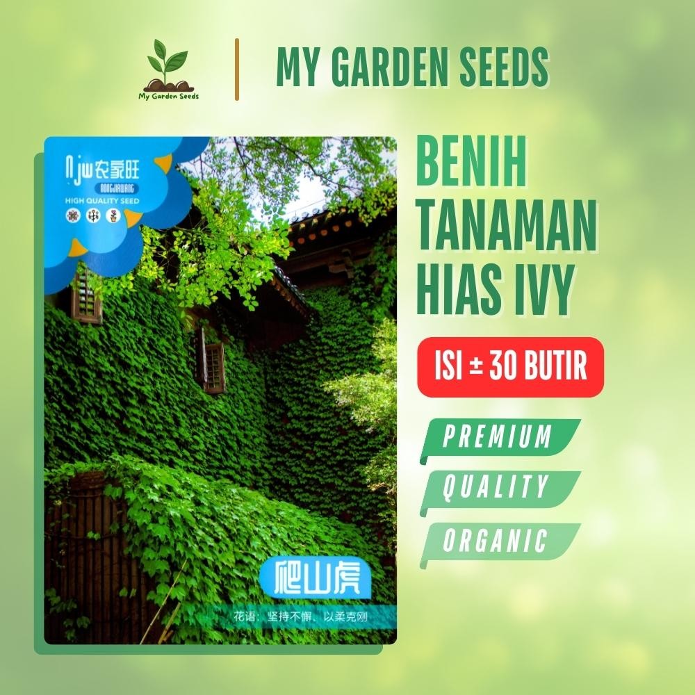 BENIH TANAMAN HIAS IVY / BUNGA IVY KEMASAN IMPORT ± 30 BUTIR