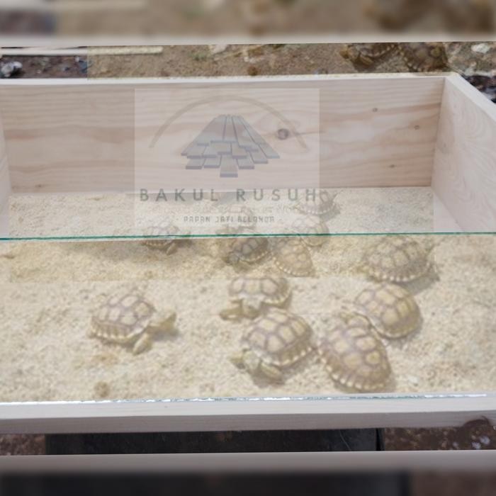 kandang kura kura darat box kura kura sulcata