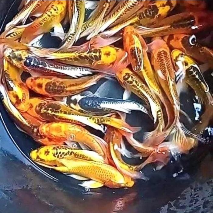 TERSEDIA PAKET 10 EKOR IKAN KOI KUMPAY SLAYER WARNA MIX SIZE 10-15CM