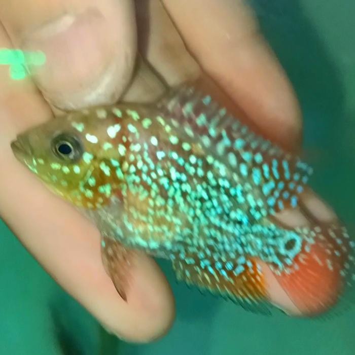 TERSEDIA BURAYAK LOUHAN KAMFA F2 RED IMPORT THAILAND