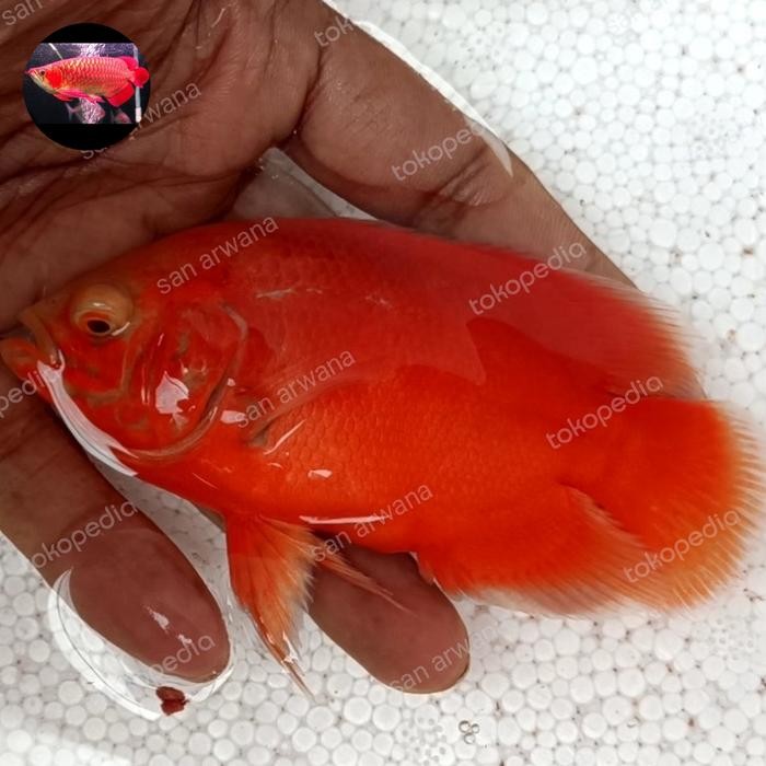 Ikan Oscar Red Chili Import Merah