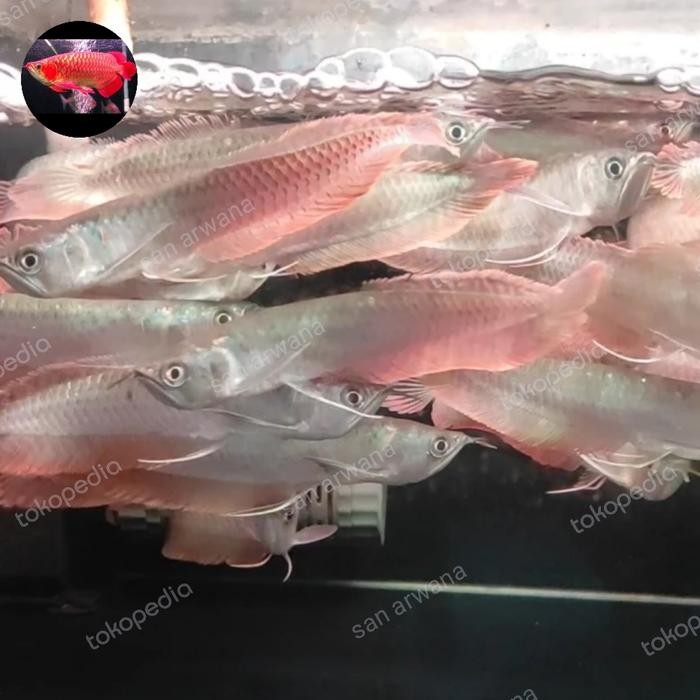 Silver Red Arwana Arowana