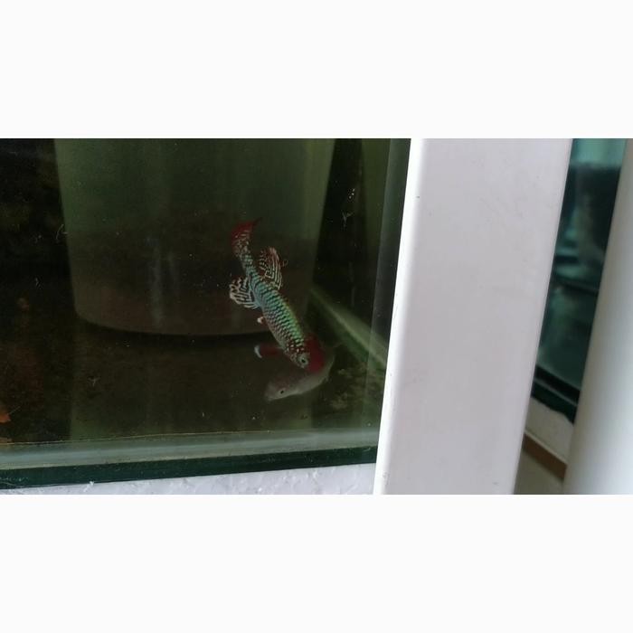 Killifish Eggresi Sepasang