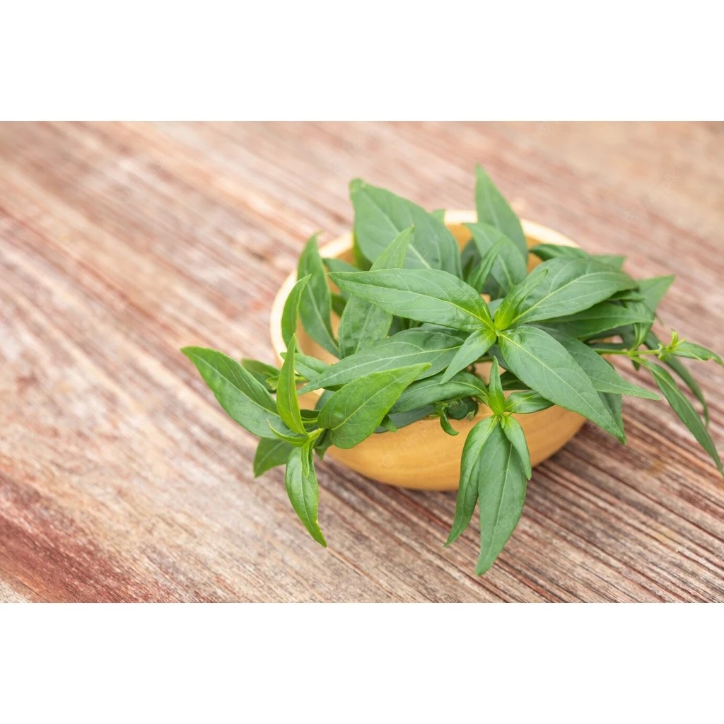 

Daun Sambiloto / Sambilata Segar per lembar