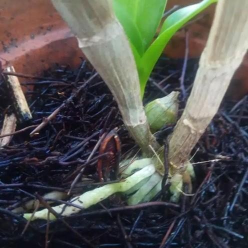 Sedia Media Tanam Anggrek Dan Aglonema Pakis Cacah Fermentasi (1Kg)