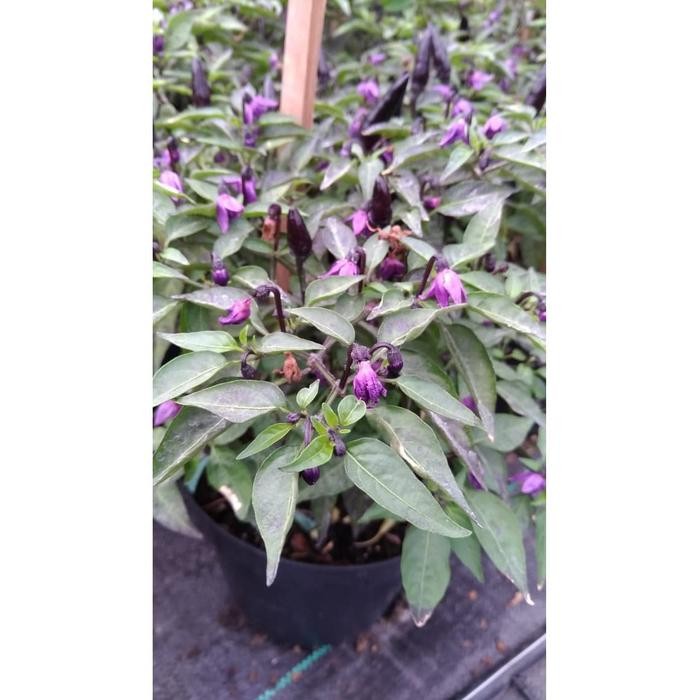 BENIH CABAI HIAS NAZLA IPB