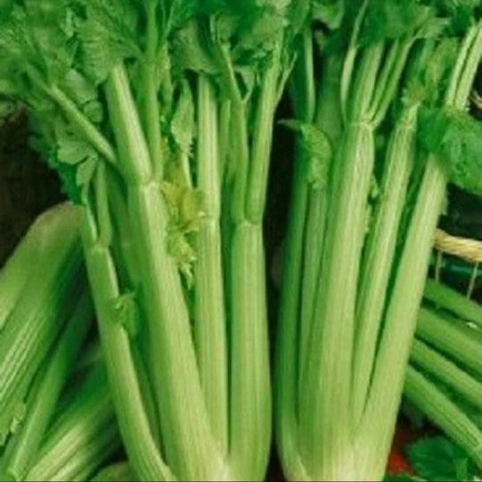 BIBIT BENIH CELERY - TALL UTAH / BENIH SELEDRI BESAR / REPACK IMPORT