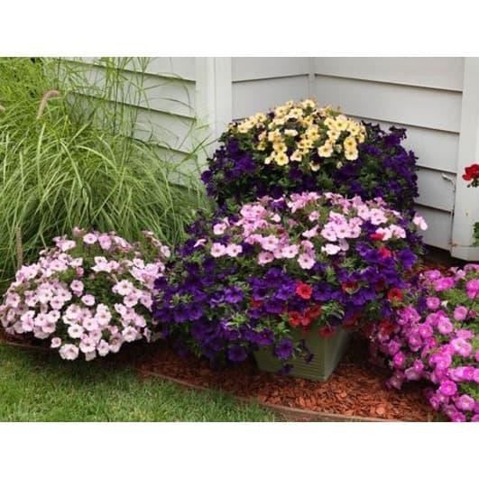 BIBIT BENIH BIJI BUNGA GANTUNG VINCA MIX WARNA TAPAK DARA MUDAH TUMBUH