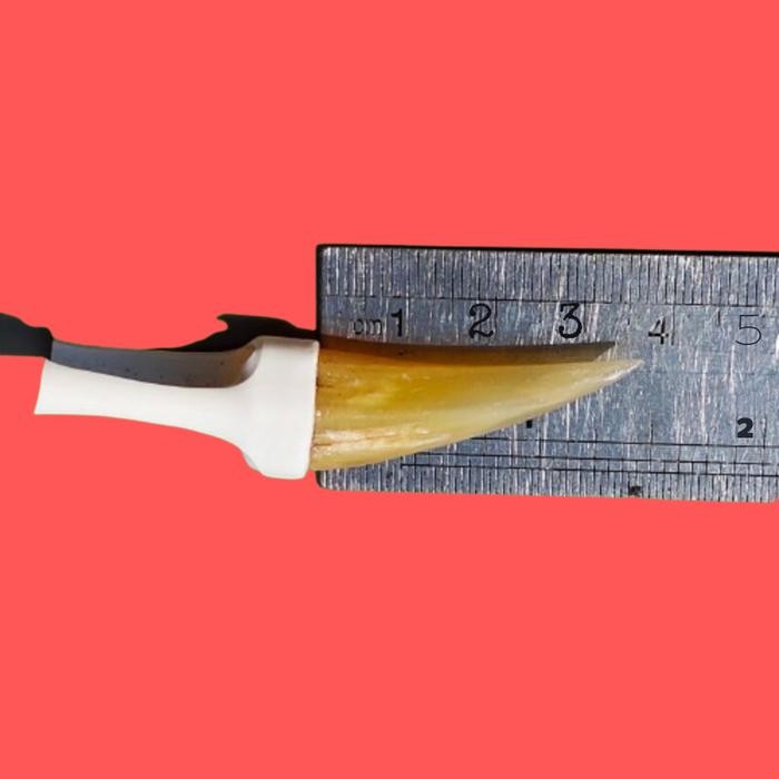 Jalu Sambung Ayam Jantan Aduan Jalu Sambung Ayam Bangkok