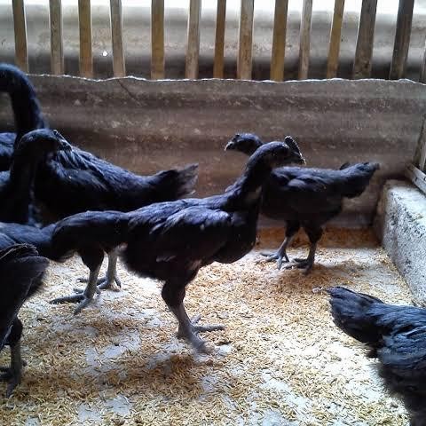 Ayam Cemani usia 2-3 bulanan - Ayam Cemani Asli