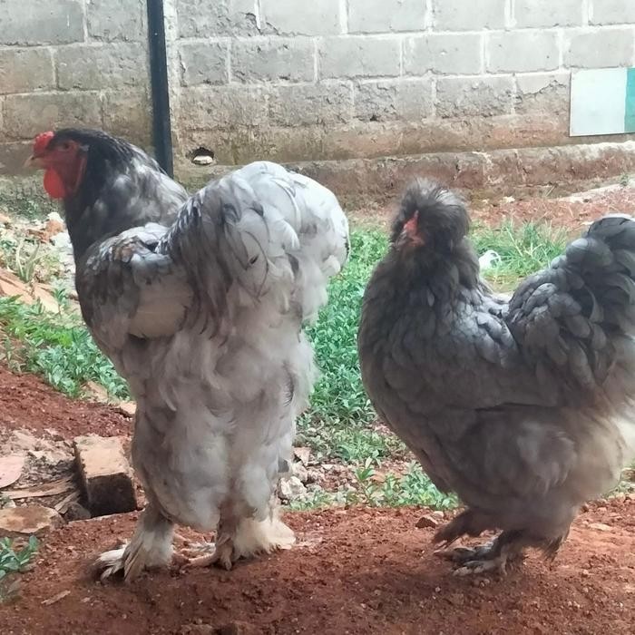 Ayam Brahma Blue Indukan Super