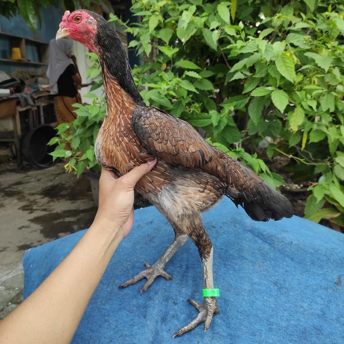 Ayam betina Mangon