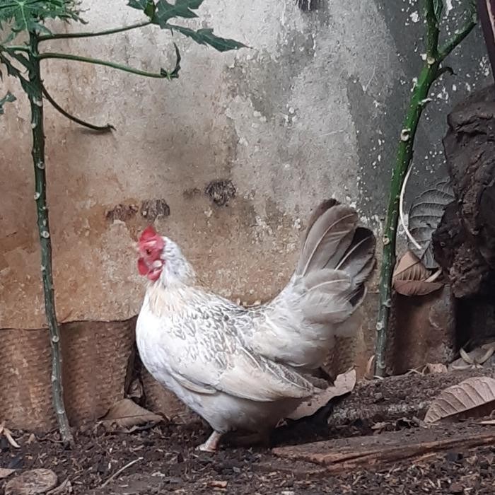 Ayam Hias Kate/Serama/Walik/BC/Batik