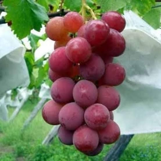 bibit anggur shinano smile