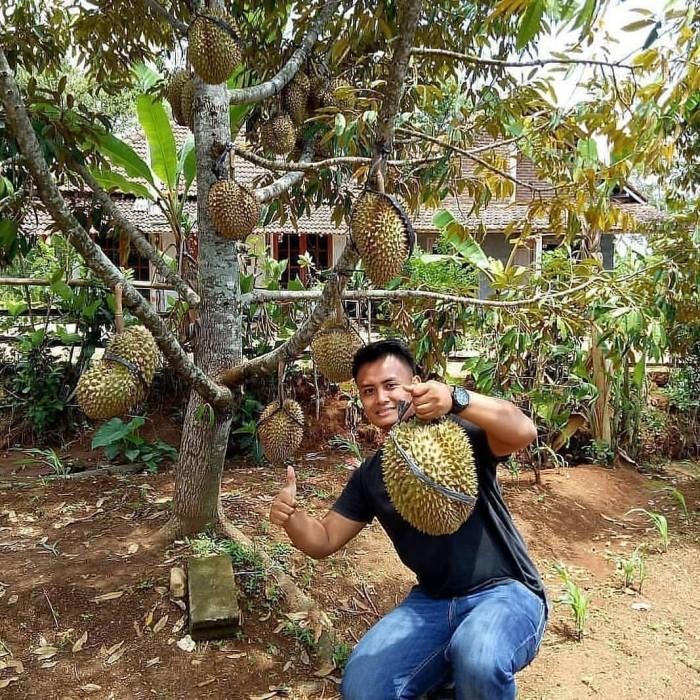 bibit durian montong super jumbo