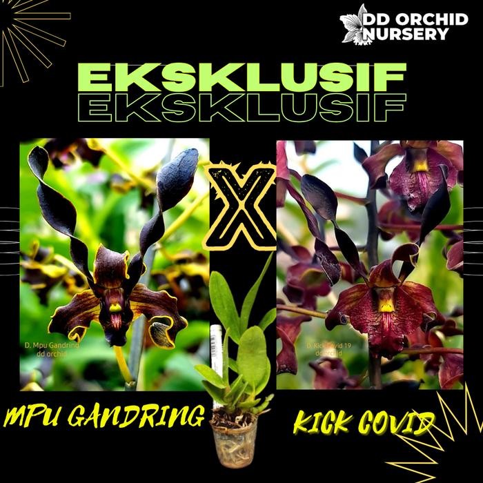 DD Orchid Remaja Anggrek Dendrobium Mpu Gandring X Den. Kick Covid