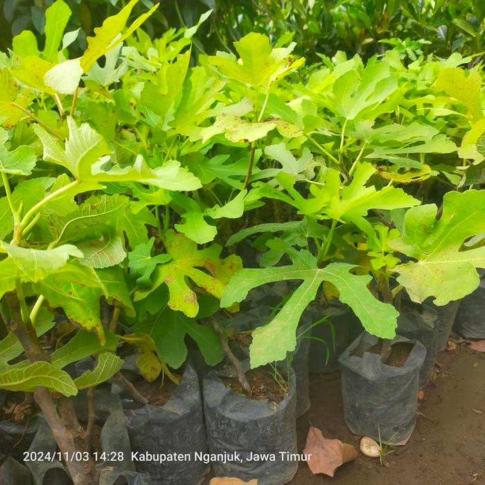 Tanaman Buah Tin Jumbo Merah Siap Berbuah Buah Tin Ara Jumbo Bibit