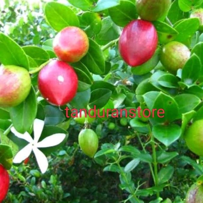 Bibit tanaman buah natal cangkok