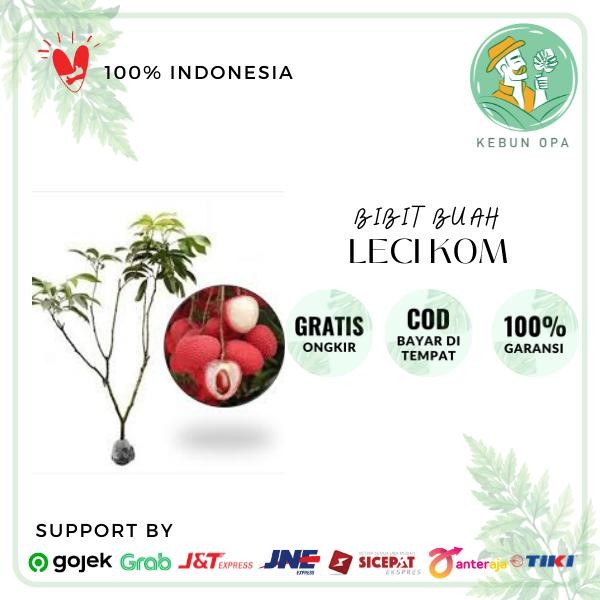 Bibit Leci Kom Super pohon leci dataran rendah