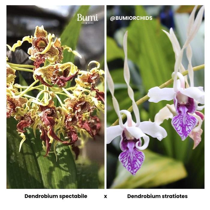 Dendrobium spectabile x Dendrobium stratiotes (Seedling) - Foresta Orchids Bumi Bibit Anggrek