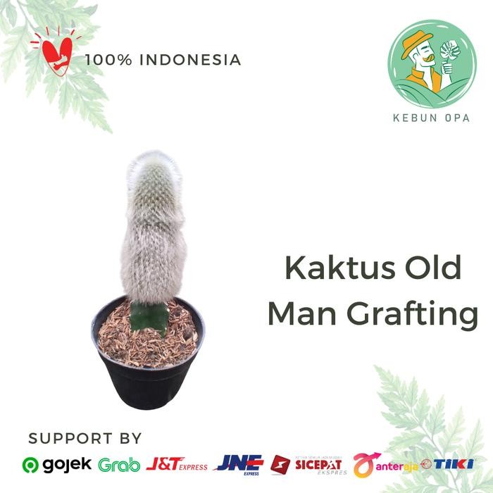 Kaktus Old Man Grafting