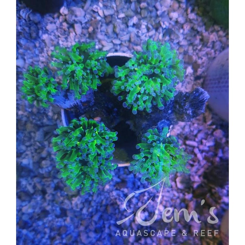 

Coral Karang Babut Hijau Metalik Tip Ungu