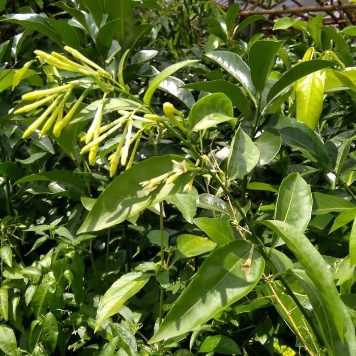 

Baru Pohon Arum Dalu 1 Meter