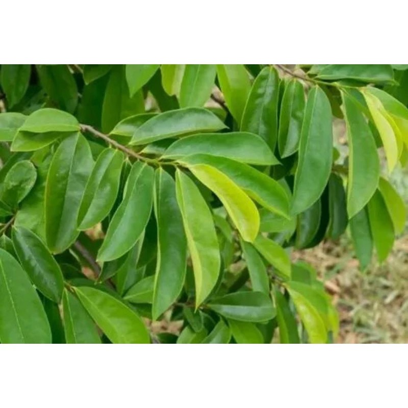 

daun sirsak segar di petik saat di pesan perlembar