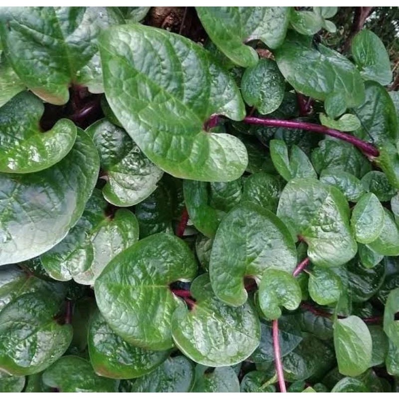 

satu lembar Daun Binahong Merah