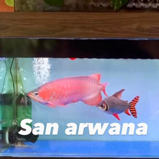 Siap Kirim Red Feifeng American Flagtail RFF Ikan Hias Tankmate