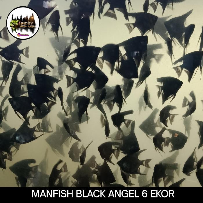 Siap Kirim Paket Manfish Black Angel 6 Ekor Aquarium