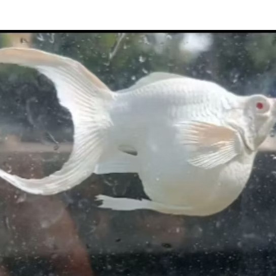 Siap Kirim Ikan Molly Balon Platinum Cawang Indukan