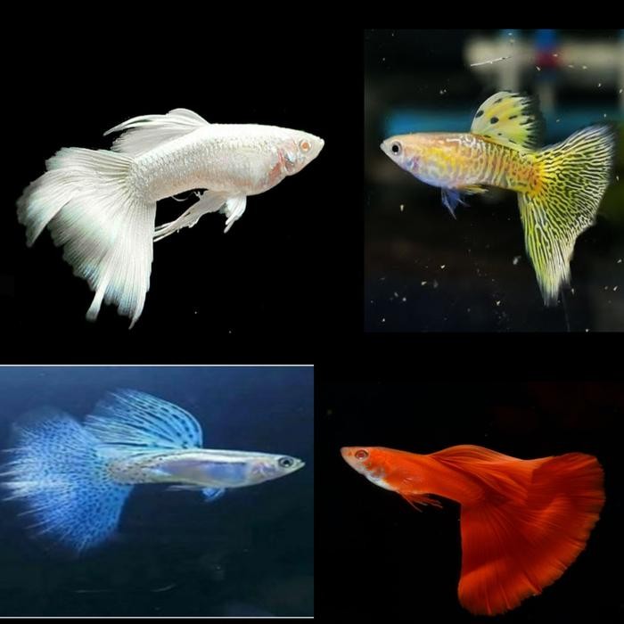 Siap Kirim Paket 4 Pasang Indukan Guppy