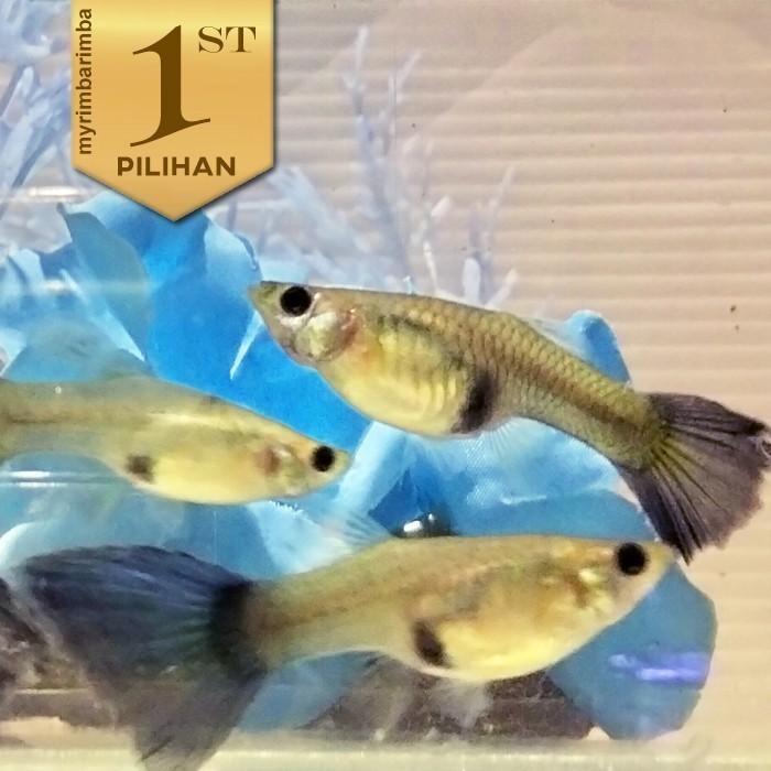 Siap Kirim Paket Koloni (10 pcs) Guppy Blue Moscow Betina - Ikan Hias Aquarium