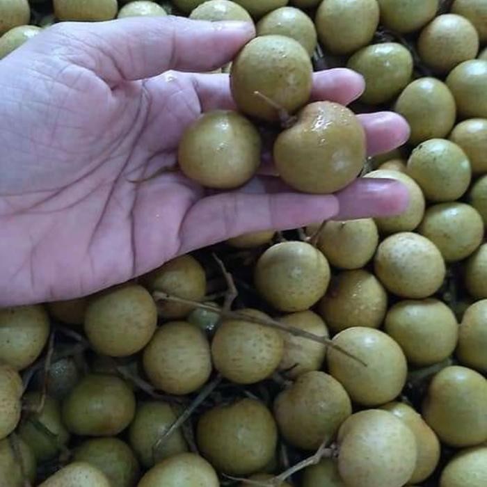 

NATURE- Kelengkeng Bangkok Super Manis 1 Keranjang