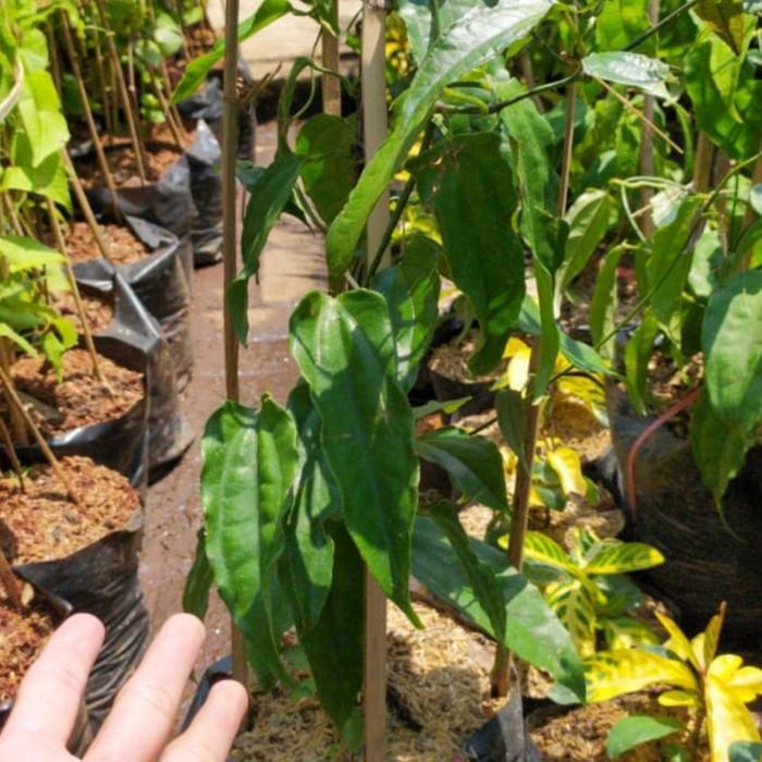 BIBIT BUNGA API PAPUA/FLAME OF IRIAN/ RED JADE VINE