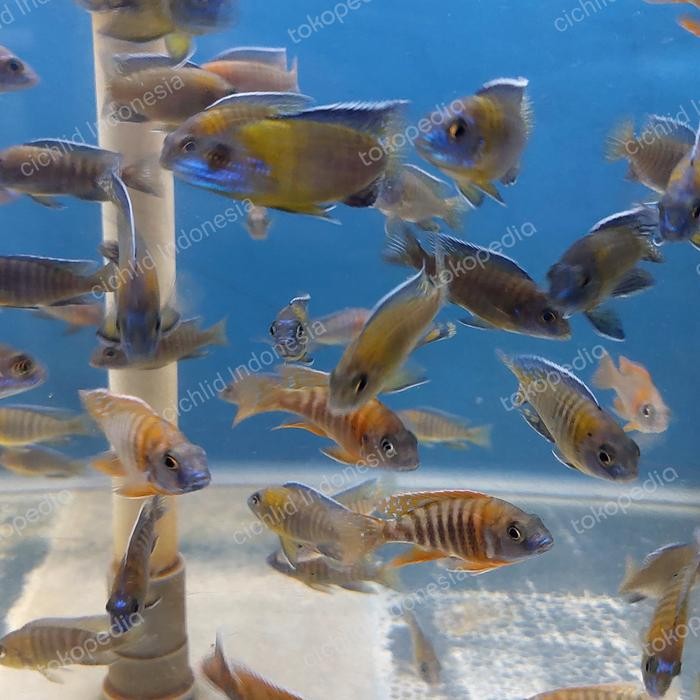 Terbaru Cichlid Aulonocara Stuartgranti Blue Neon