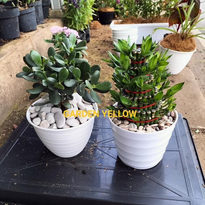 

PAKET 2 TANAMAN INDOOR MONEY PLANT JADE & BAMBU HOKI SUSUN 5 + POT