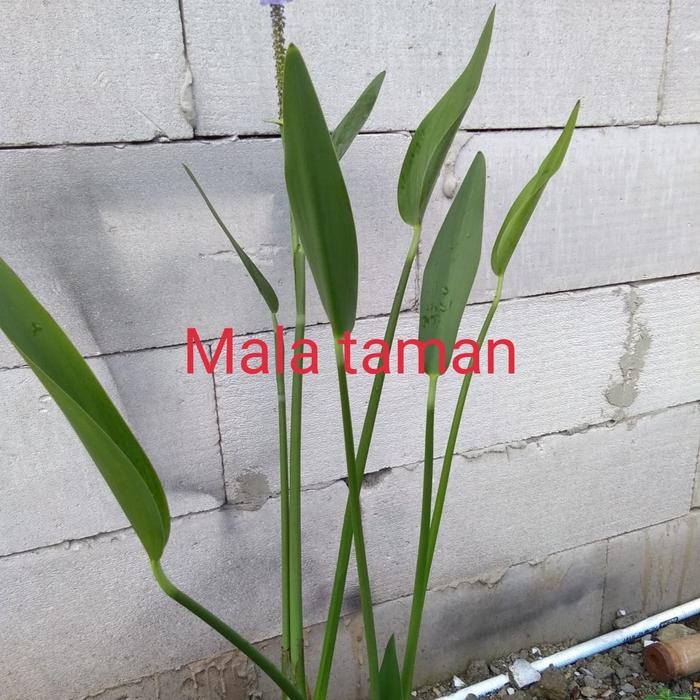 

tanaman lavender air