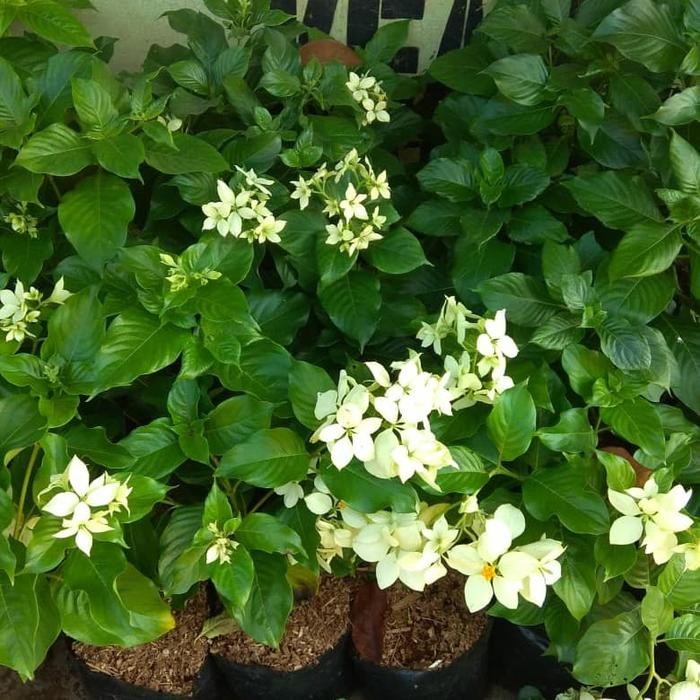 

pohon tanaman nusa indah putih