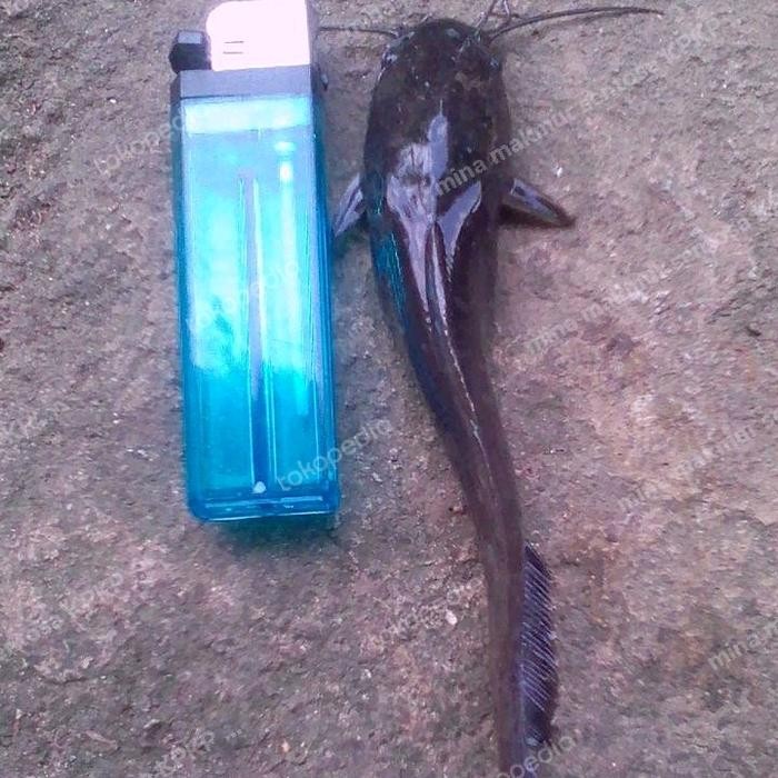 

paket bibit ikan lele sangkuriang isi 50 ekor ukuran : 12-13cm