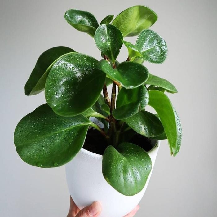 

TANAMAN HIAS PEPEROMIA OBTUSIFOLIA GREEN + POT TAWON