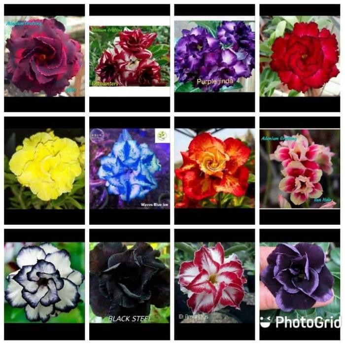 

paket 12 HEMAT tanaman hias adenium