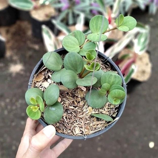 

Tanaman Peperomia Hope