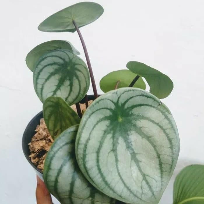 

tanaman hias water melon