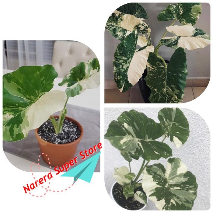 

Tanaman Hias Alocasia Macrorrhiza Sente Varigata Caladium Keladi