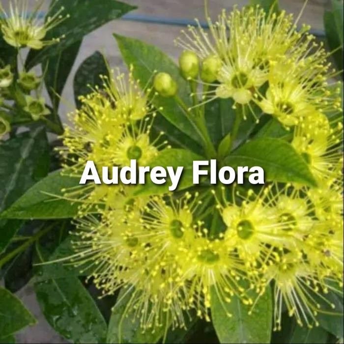 

Tanaman Hias Bunga Santos Lemon Kuning