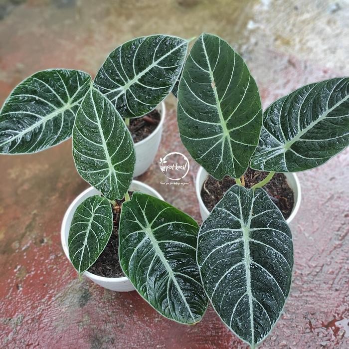 Alocasia Black Velvet / Alocasia / Alokasia